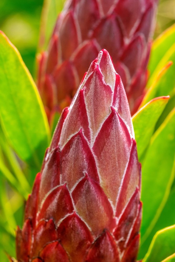 King Protea flower